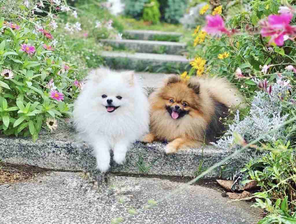 【箱根駅伝】ポメラニアン乱入の当事者が明かす本音「犬に罪はない」国学院野中「崩れたの事実」