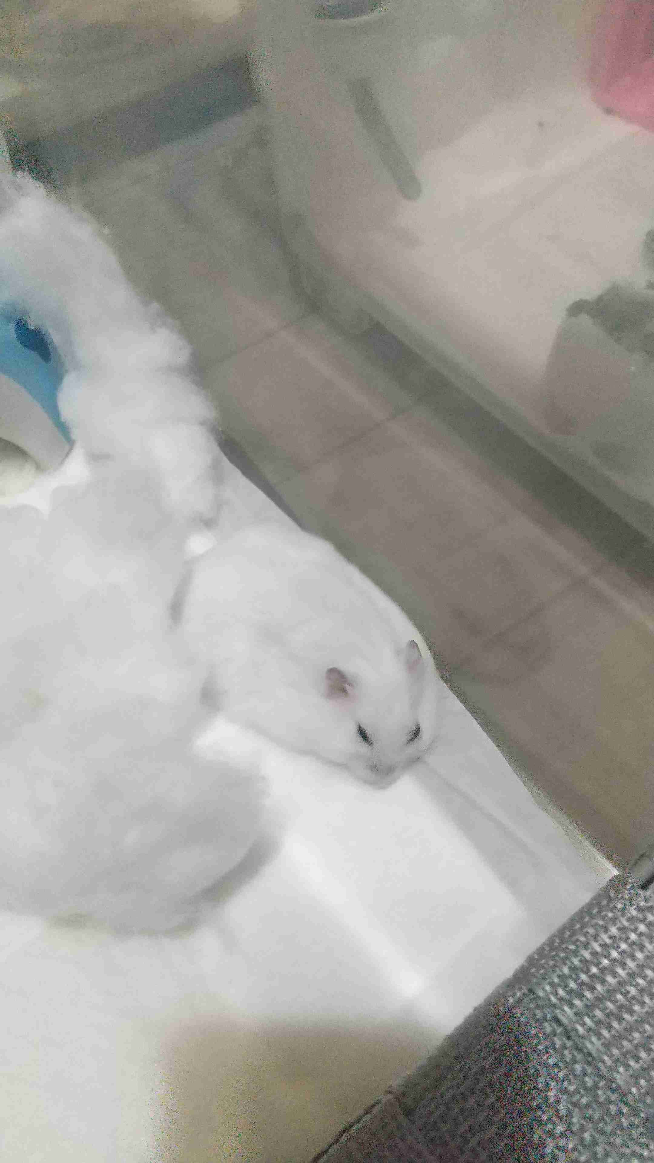 ペットを飼いたいけど夫と意見が合わない