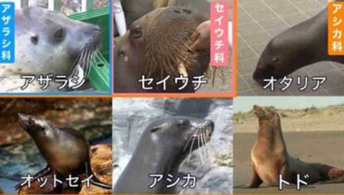 住宅街の玄関に迷子のアザラシがちょこん。郵便配達員が発見し無事保護