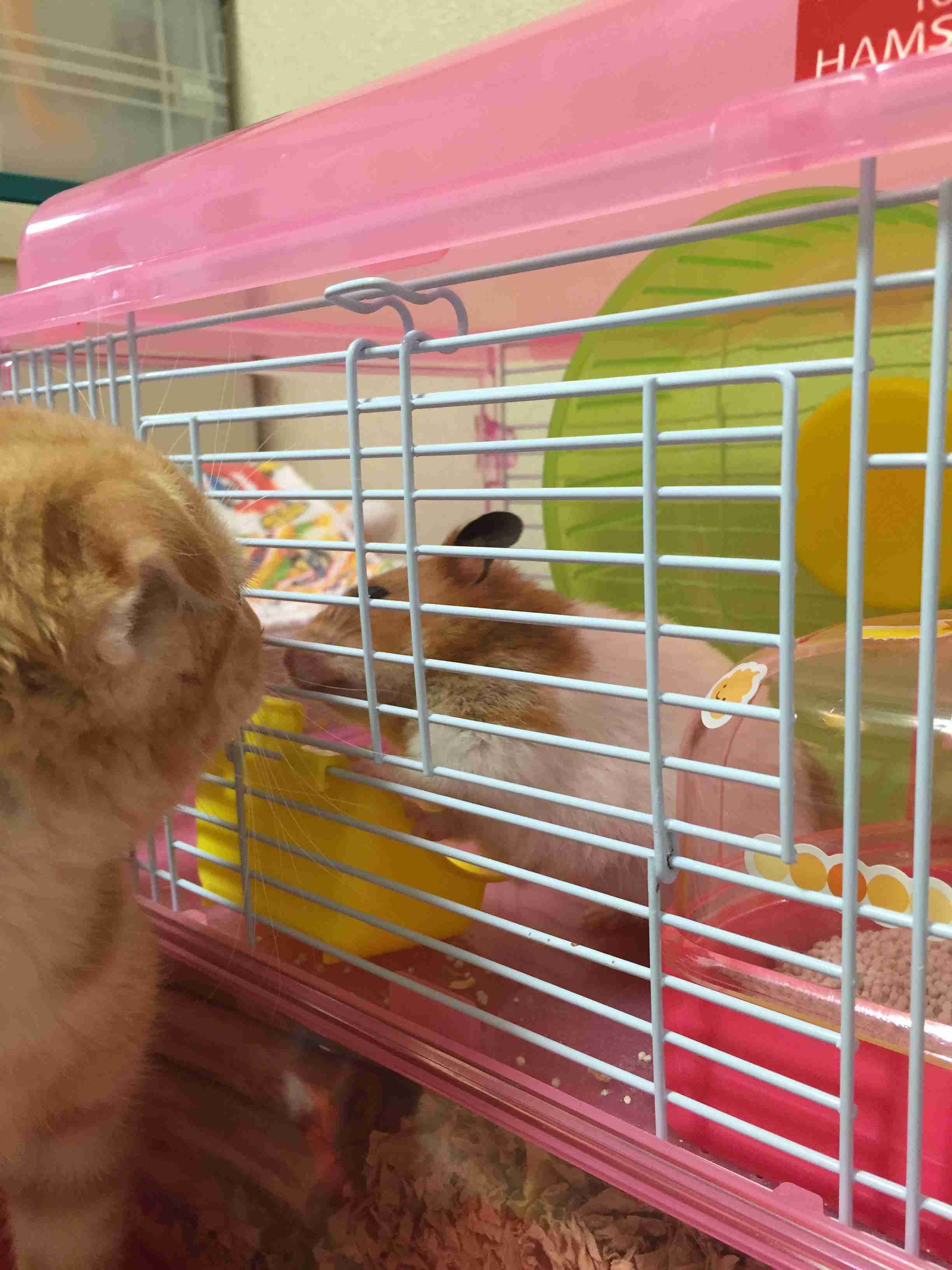 ハムスターと猫の同居