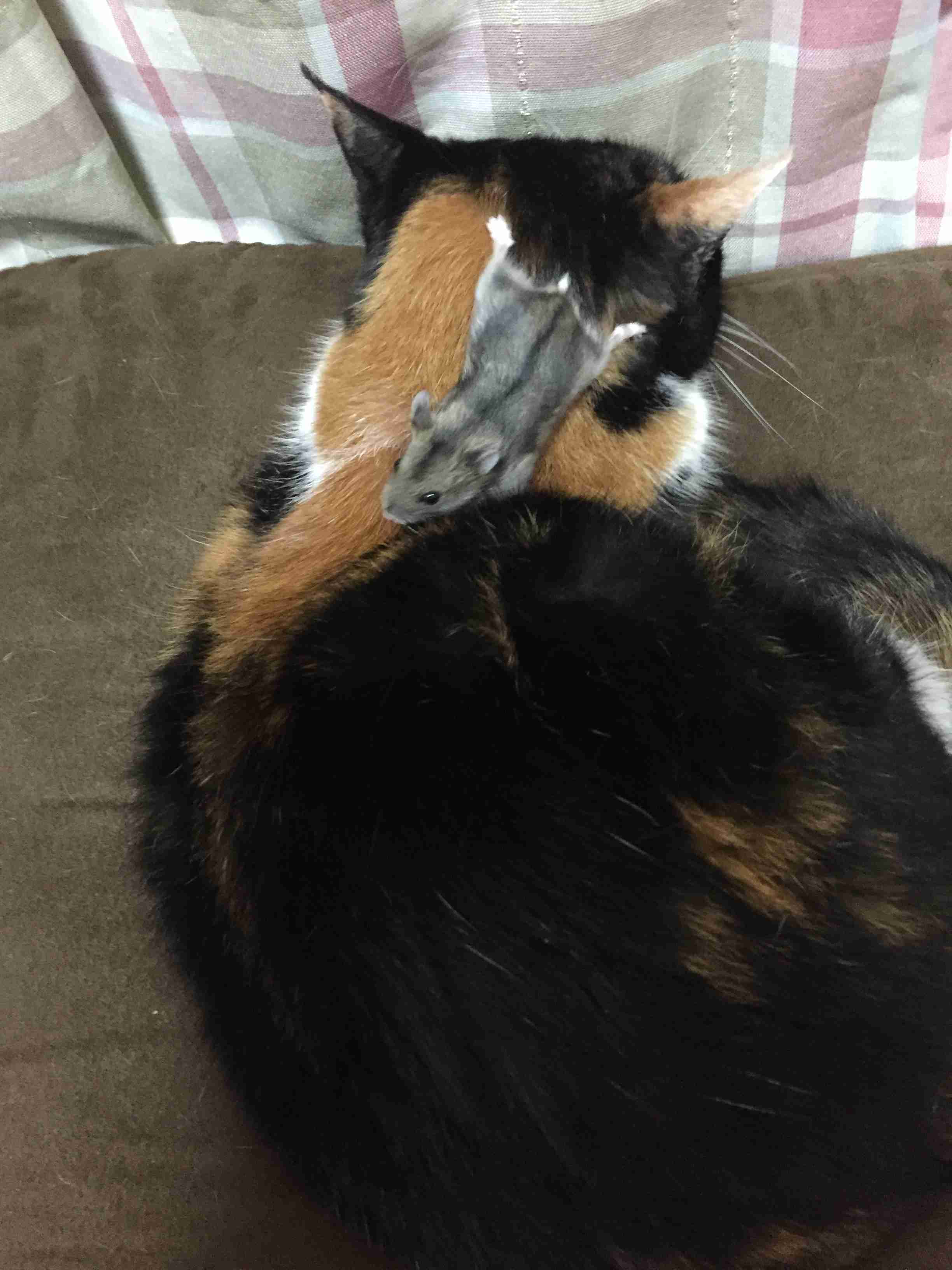 ハムスターと猫の同居