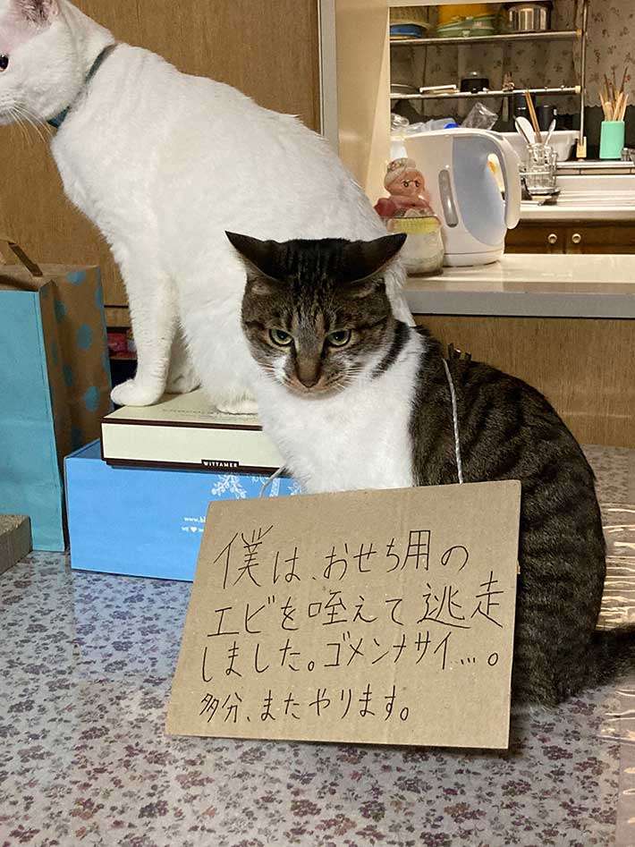 キッチンで悪さをしようとして、家族に捕まって運ばれていく猫の表情があまりにも悲しげで草