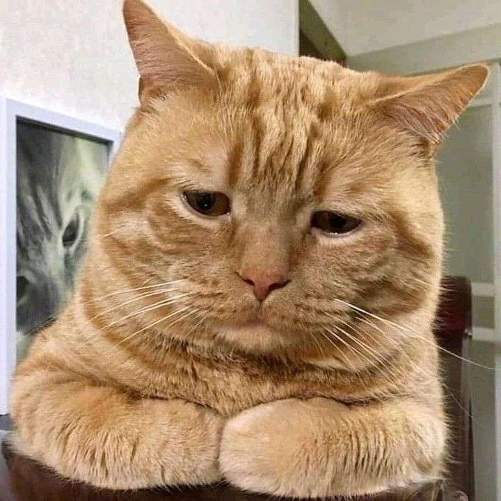 キッチンで悪さをしようとして、家族に捕まって運ばれていく猫の表情があまりにも悲しげで草