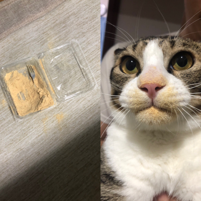 キッチンで悪さをしようとして、家族に捕まって運ばれていく猫の表情があまりにも悲しげで草