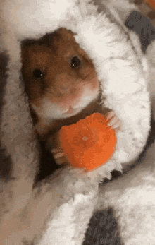 ハムスターのオヤツ🐹