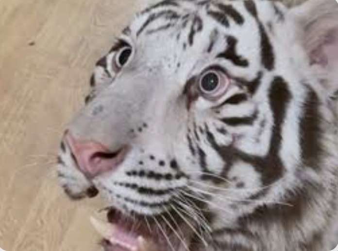 人間みたいと思った画像を貼るトピ