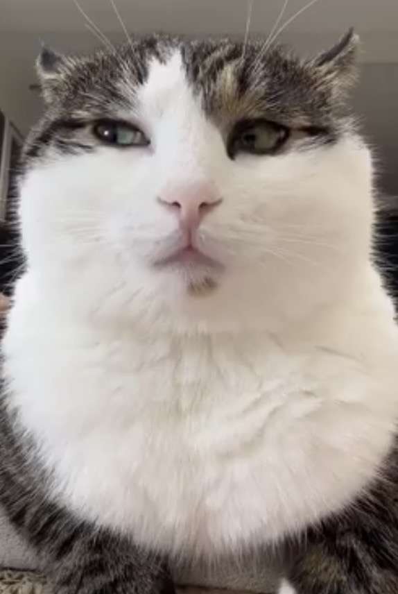 人間みたいと思った画像を貼るトピ