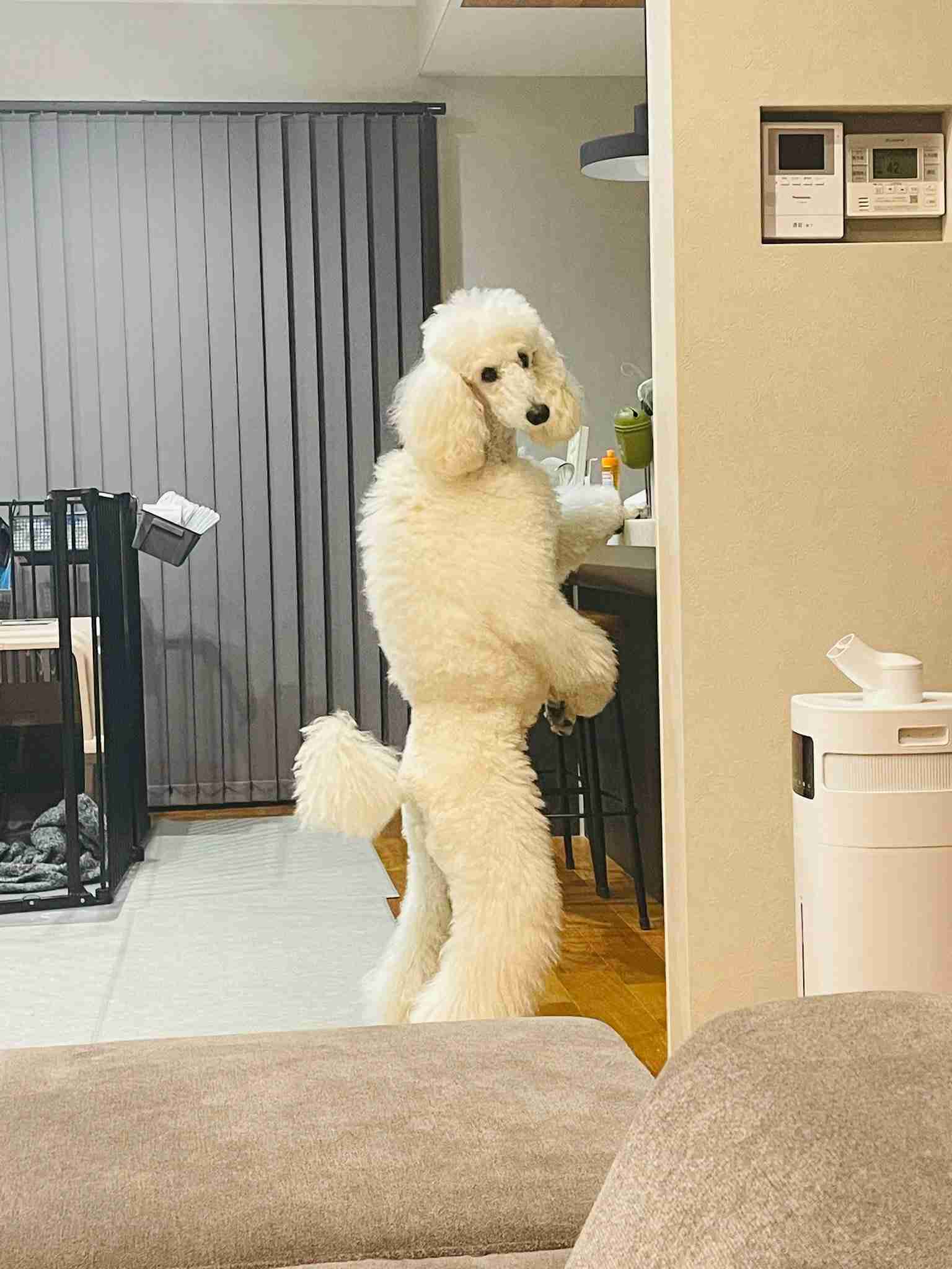 人間みたいと思った画像を貼るトピ