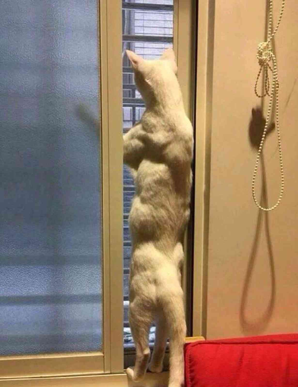 人間みたいと思った画像を貼るトピ