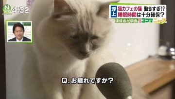 人間みたいと思った画像を貼るトピ