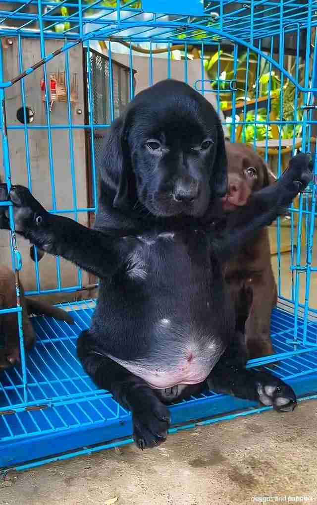 人間みたいと思った画像を貼るトピ