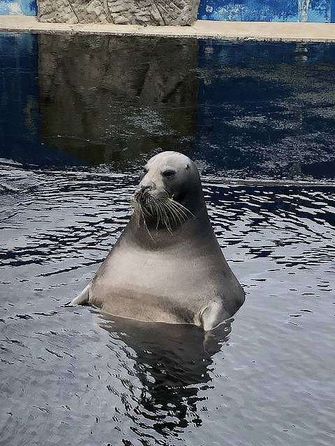 人間みたいと思った画像を貼るトピ