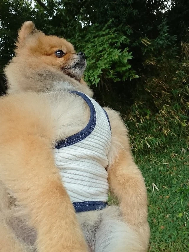 人間みたいと思った画像を貼るトピ