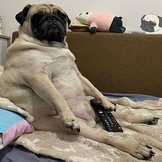 人間みたいと思った画像を貼るトピ