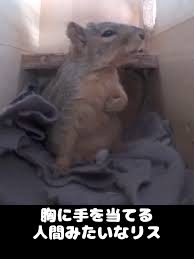 人間みたいと思った画像を貼るトピ