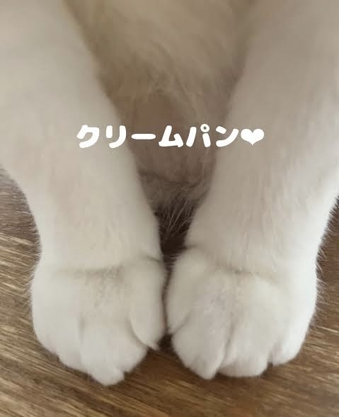 アンパン、ジャムパン、クリームパンのどれか選ぶなら何を選びますか?