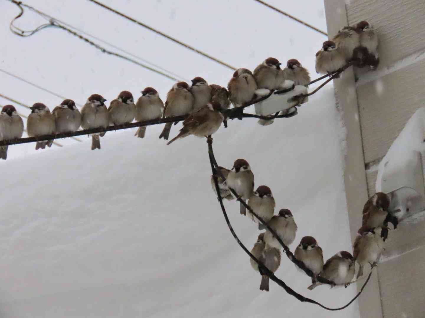 また寒気襲来　29日～30日は山陰や北陸で警報級大雪のおそれ　落雪などにも注意