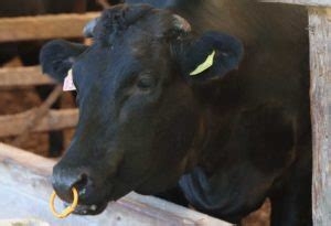 鼻ピアスってどうですか？