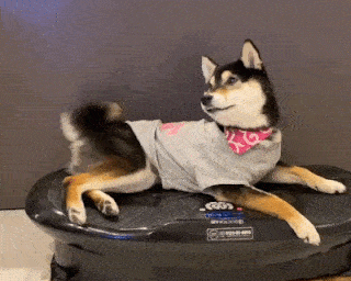 犬のおもちゃがすぐ壊れる