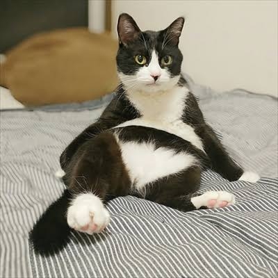 がるちゃん猫カフェ118号店開店しました♪(初めての方も大歓迎♪)