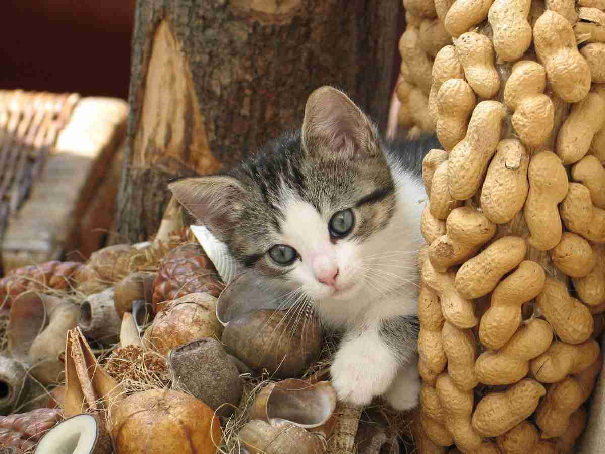 がるちゃん猫カフェ118号店開店しました♪(初めての方も大歓迎♪)