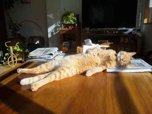 がるちゃん猫カフェ118号店開店しました♪(初めての方も大歓迎♪)