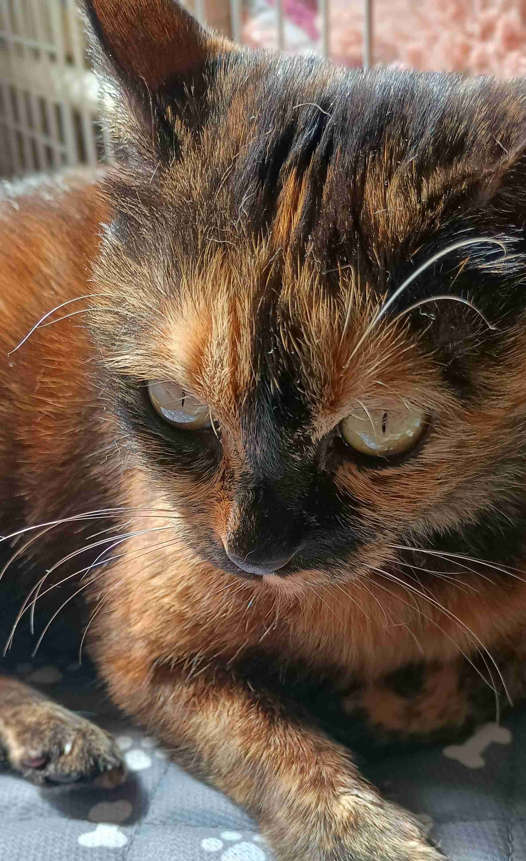 がるちゃん猫カフェ118号店開店しました♪(初めての方も大歓迎♪)
