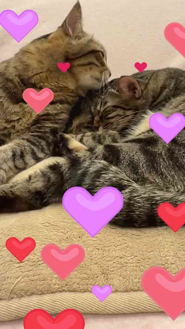 がるちゃん猫カフェ118号店開店しました♪(初めての方も大歓迎♪)