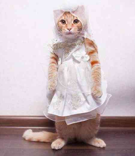 がるちゃん猫カフェ118号店開店しました♪(初めての方も大歓迎♪)