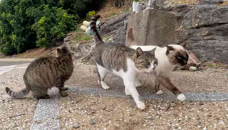 がるちゃん猫カフェ118号店開店しました♪(初めての方も大歓迎♪)