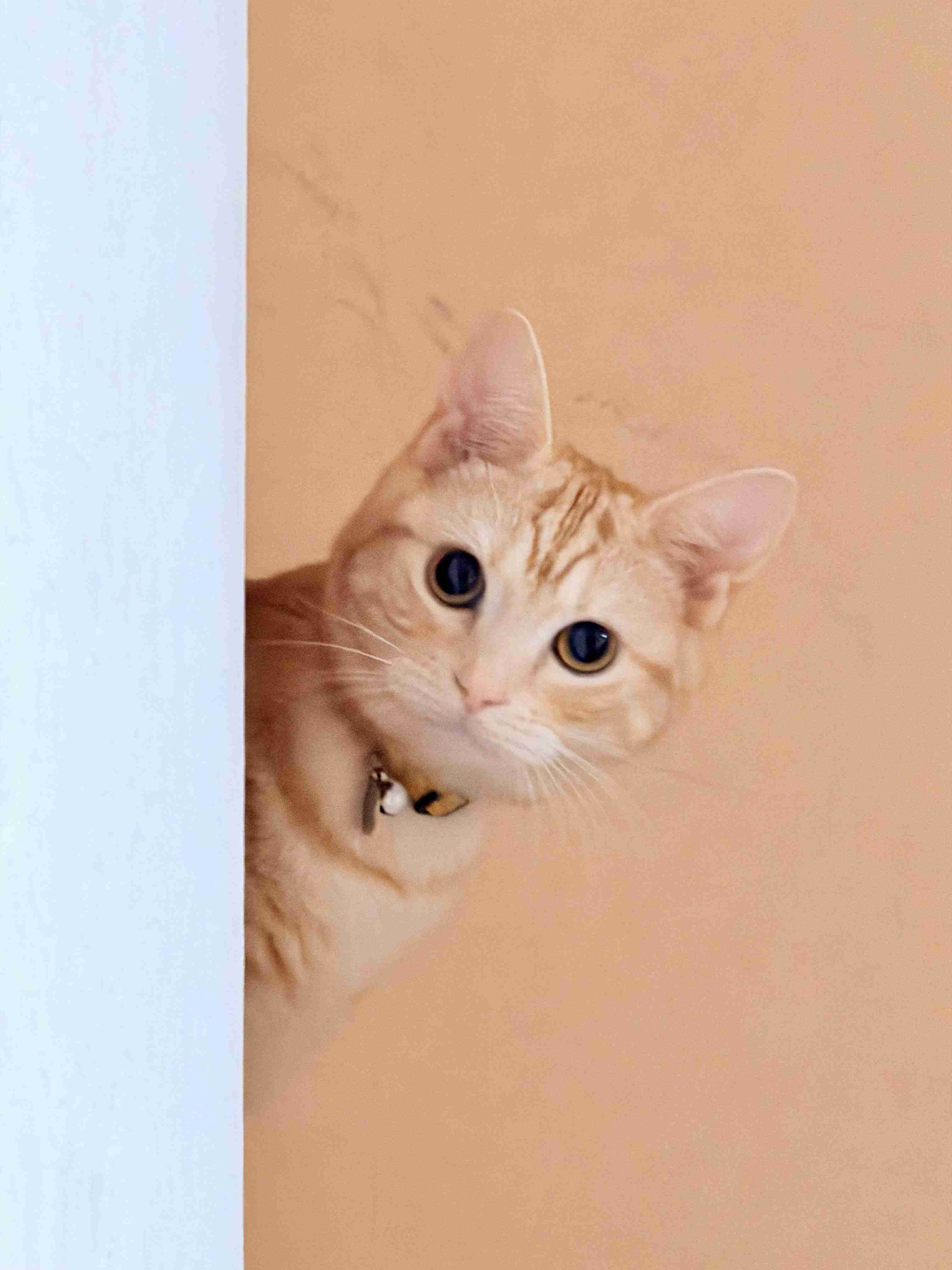 がるちゃん猫カフェ118号店開店しました♪(初めての方も大歓迎♪)