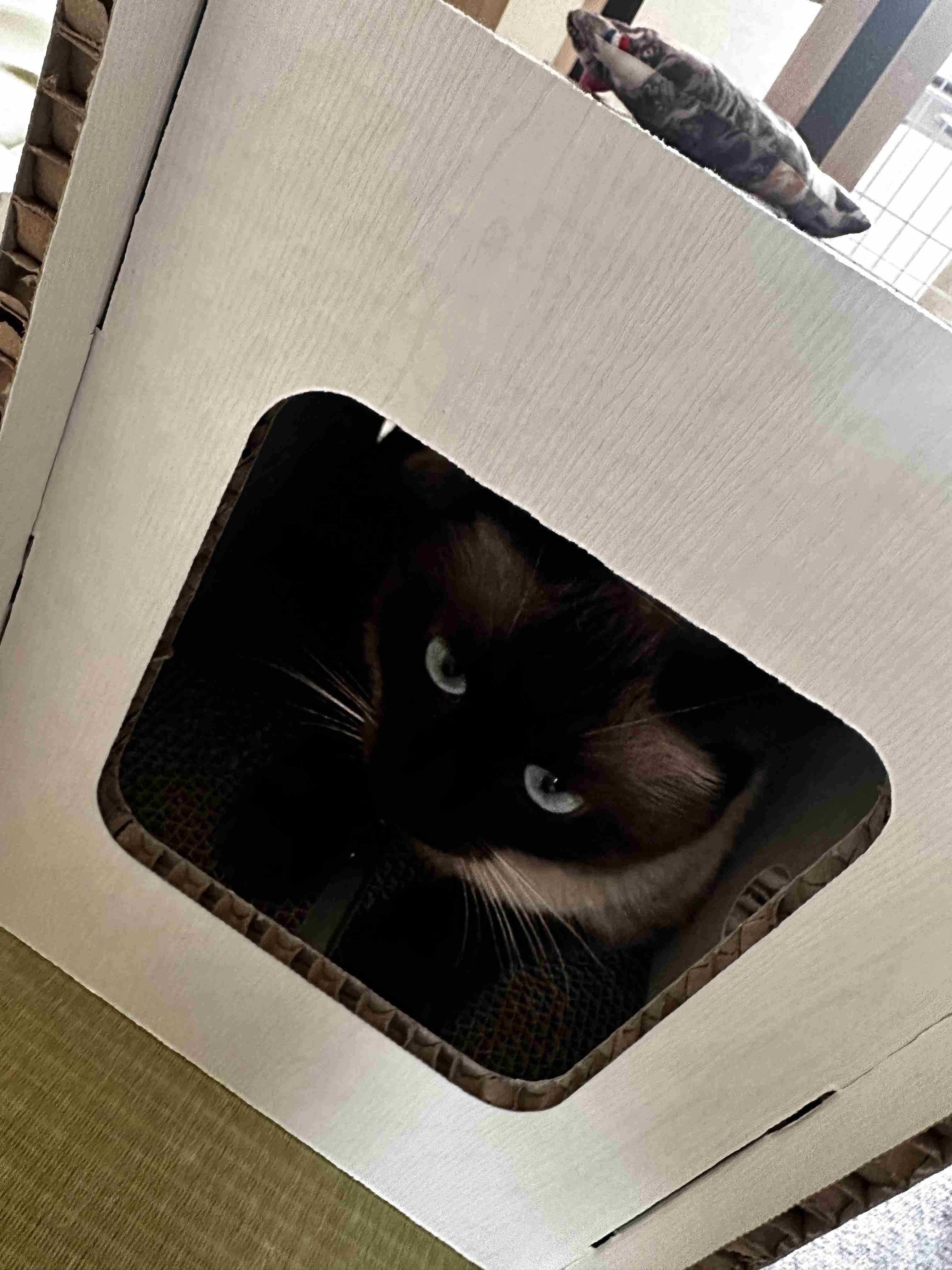 がるちゃん猫カフェ118号店開店しました♪(初めての方も大歓迎♪)