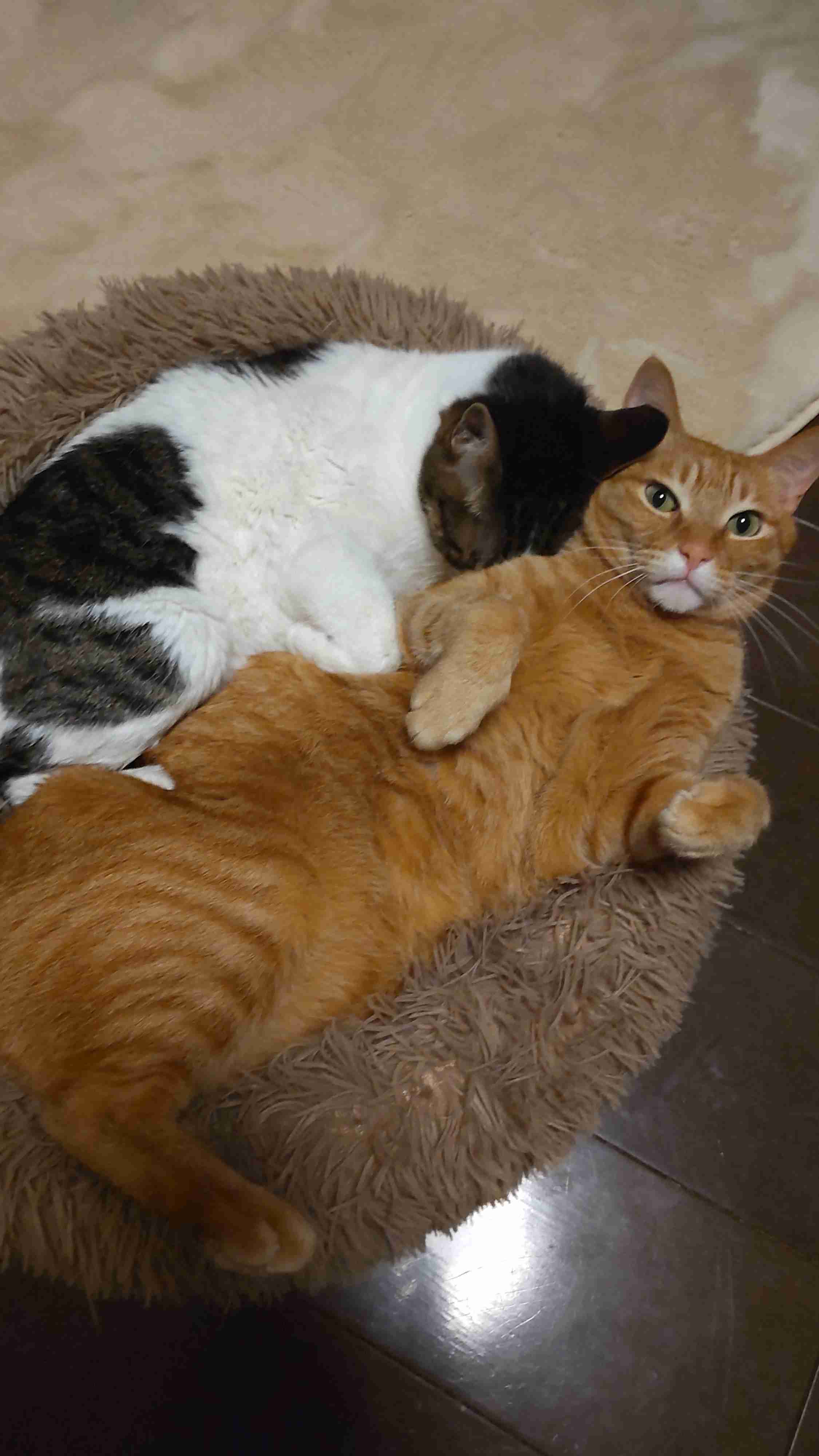 がるちゃん猫カフェ118号店開店しました♪(初めての方も大歓迎♪)