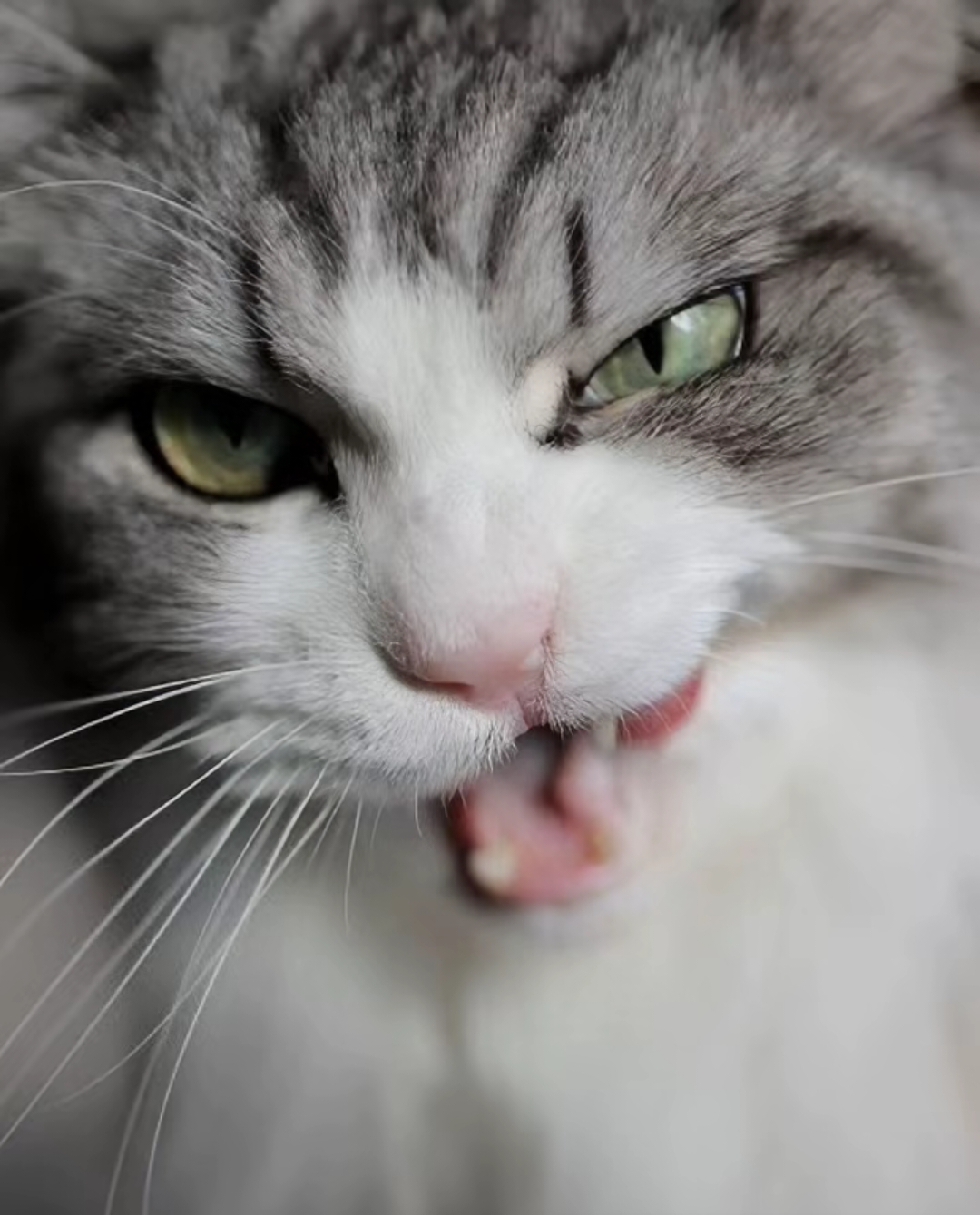 がるちゃん猫カフェ118号店開店しました♪(初めての方も大歓迎♪)