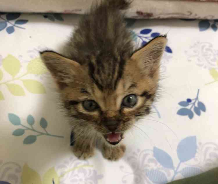 がるちゃん猫カフェ118号店開店しました♪(初めての方も大歓迎♪)