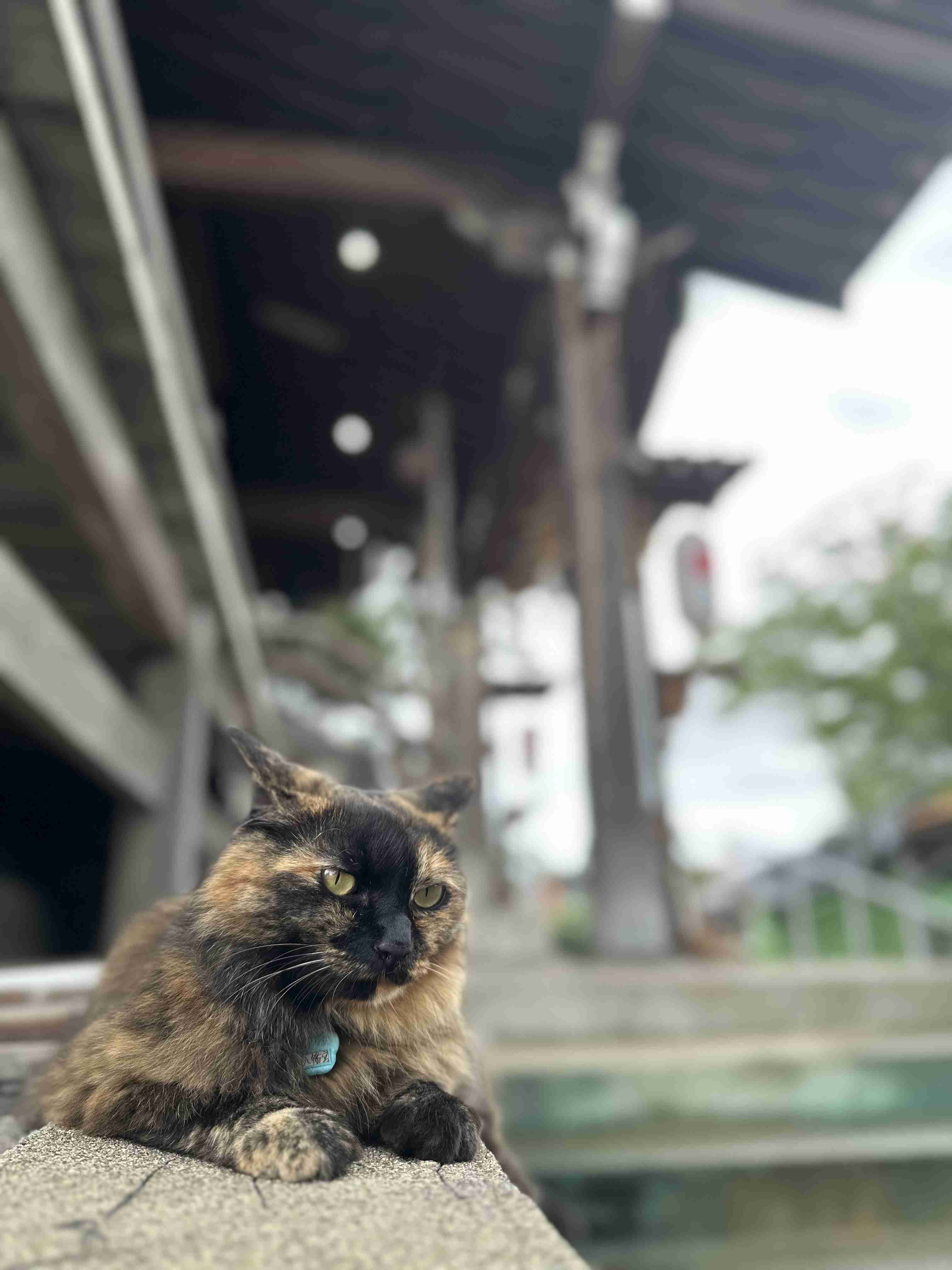 がるちゃん猫カフェ118号店開店しました♪(初めての方も大歓迎♪)