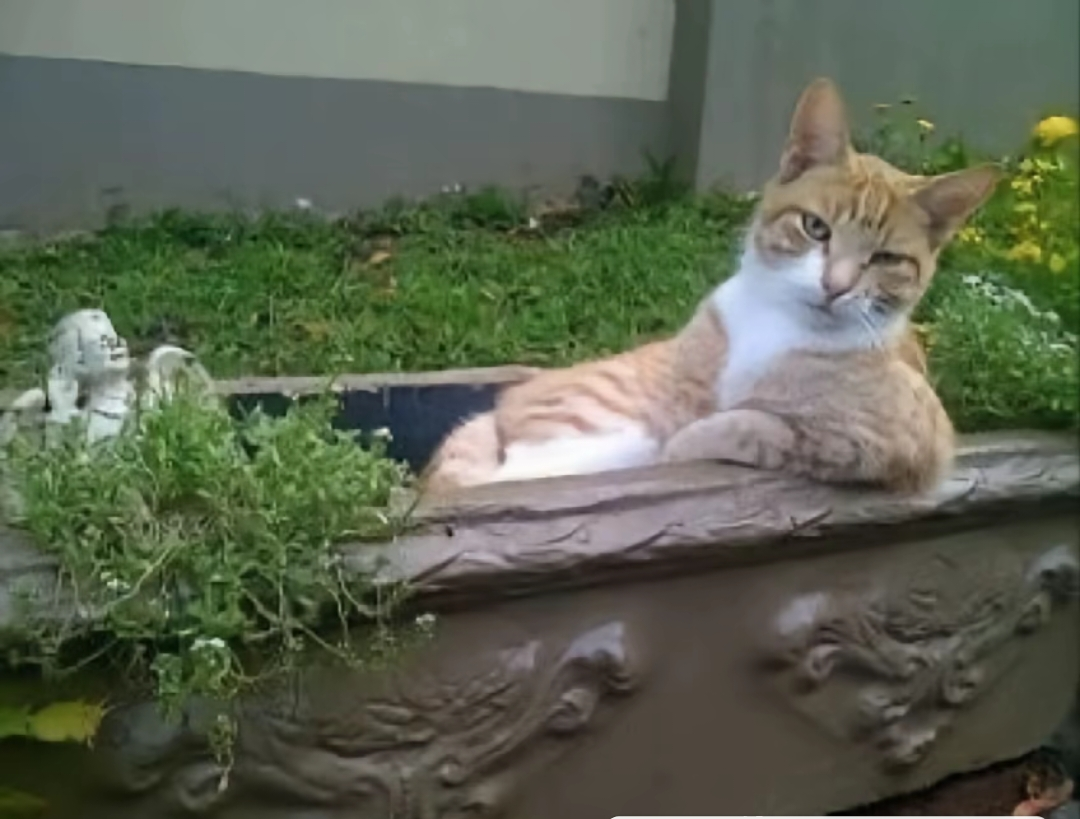 がるちゃん猫カフェ118号店開店しました♪(初めての方も大歓迎♪)