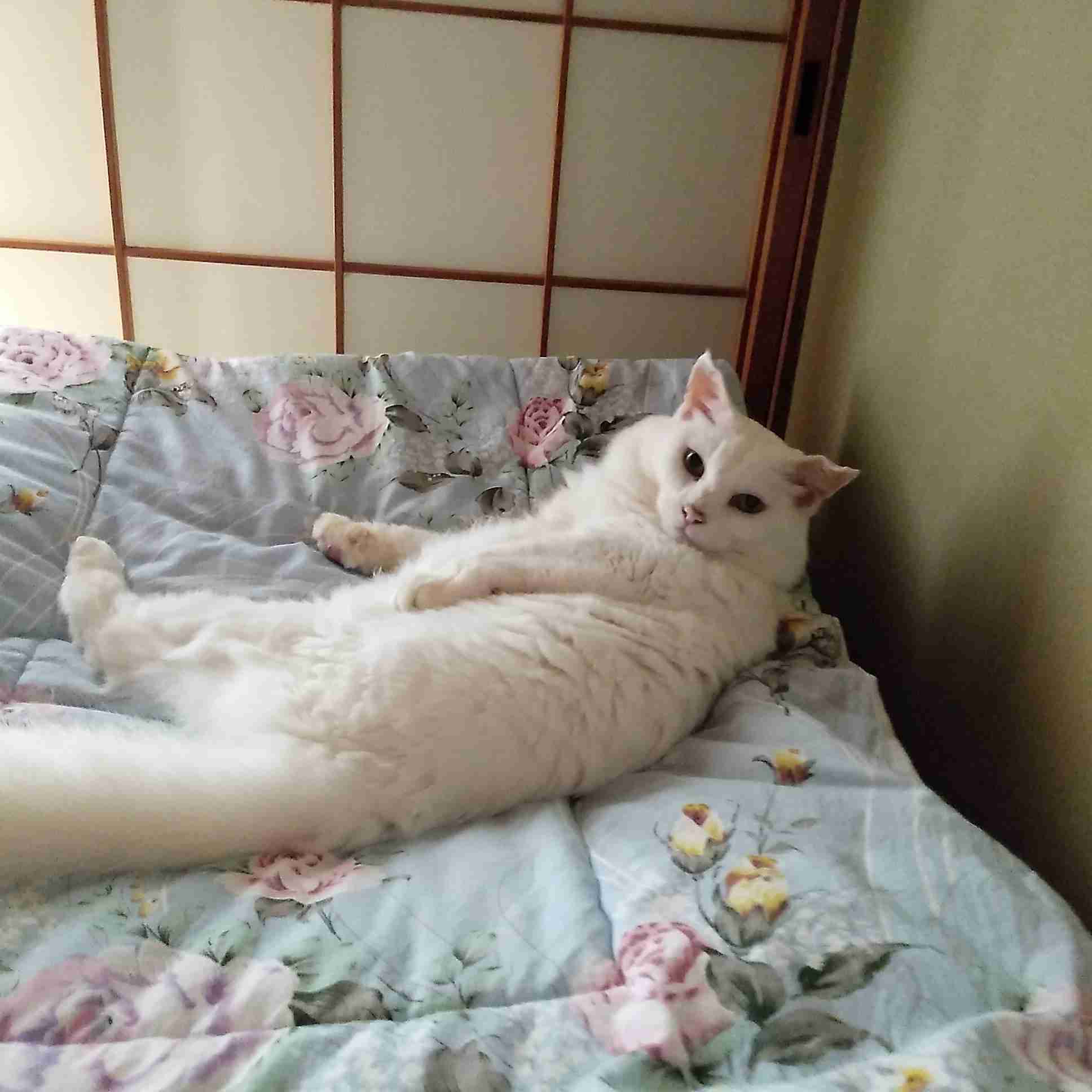 がるちゃん猫カフェ118号店開店しました♪(初めての方も大歓迎♪)