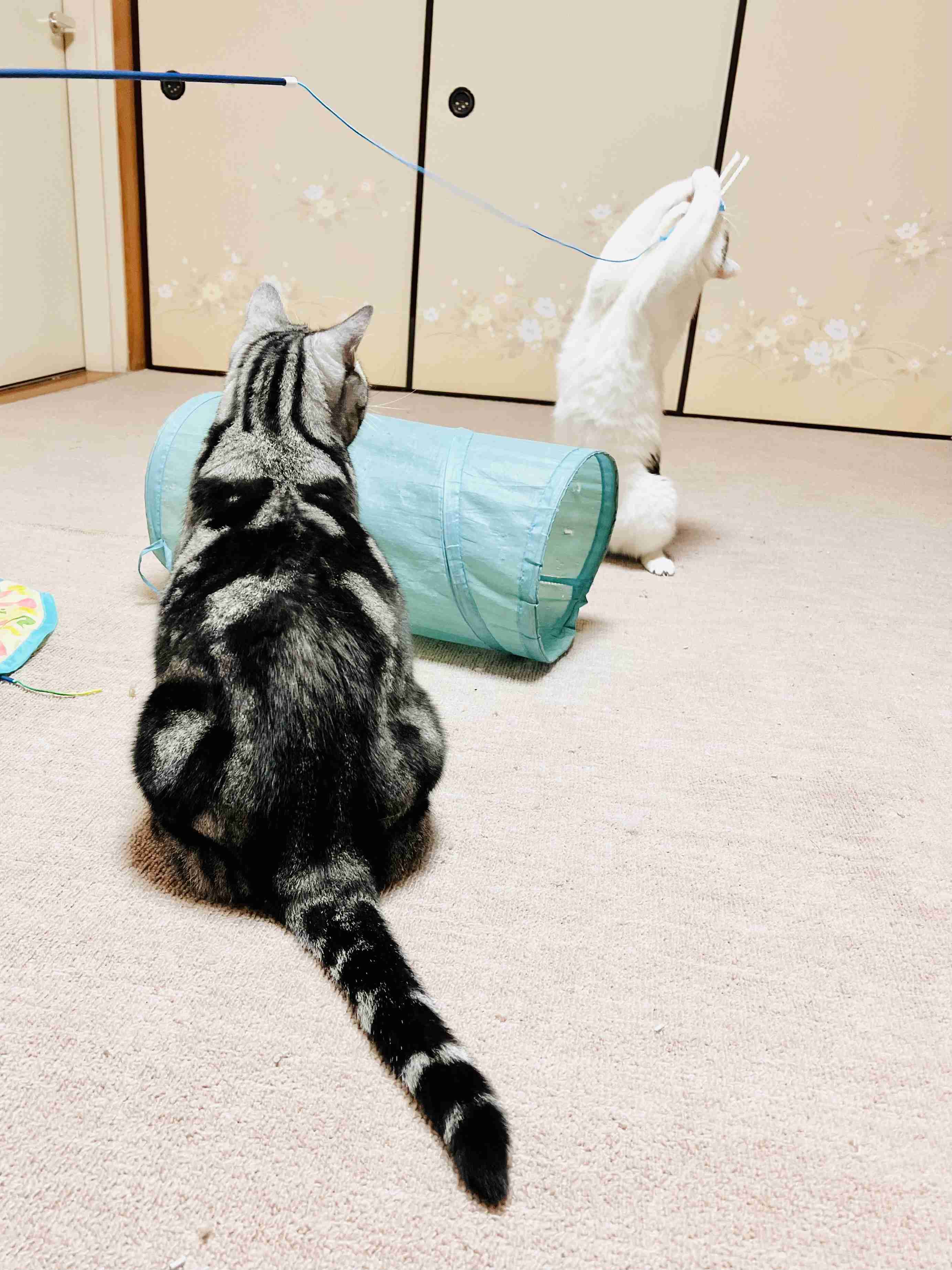 がるちゃん猫カフェ118号店開店しました♪(初めての方も大歓迎♪)