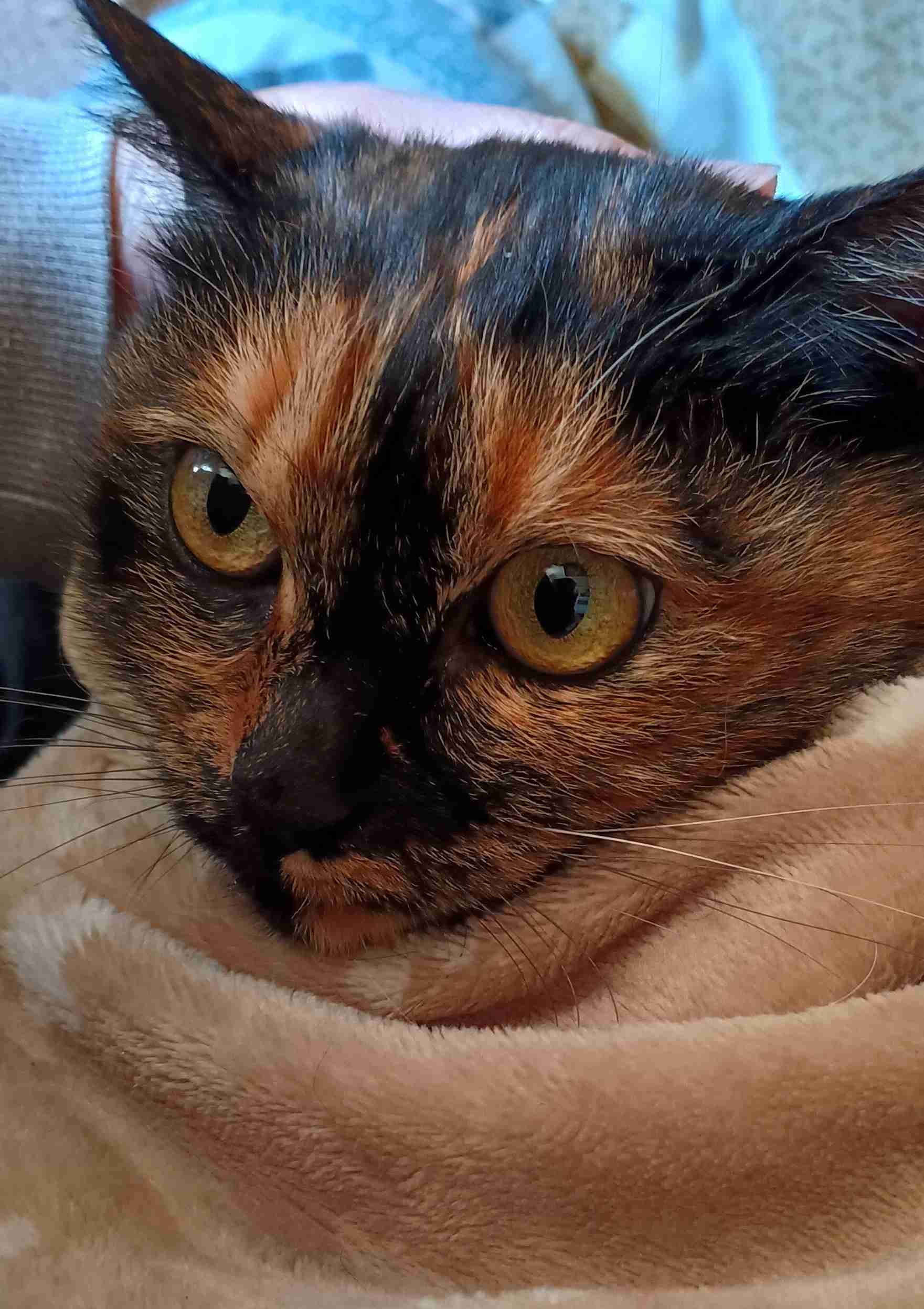 がるちゃん猫カフェ118号店開店しました♪(初めての方も大歓迎♪)