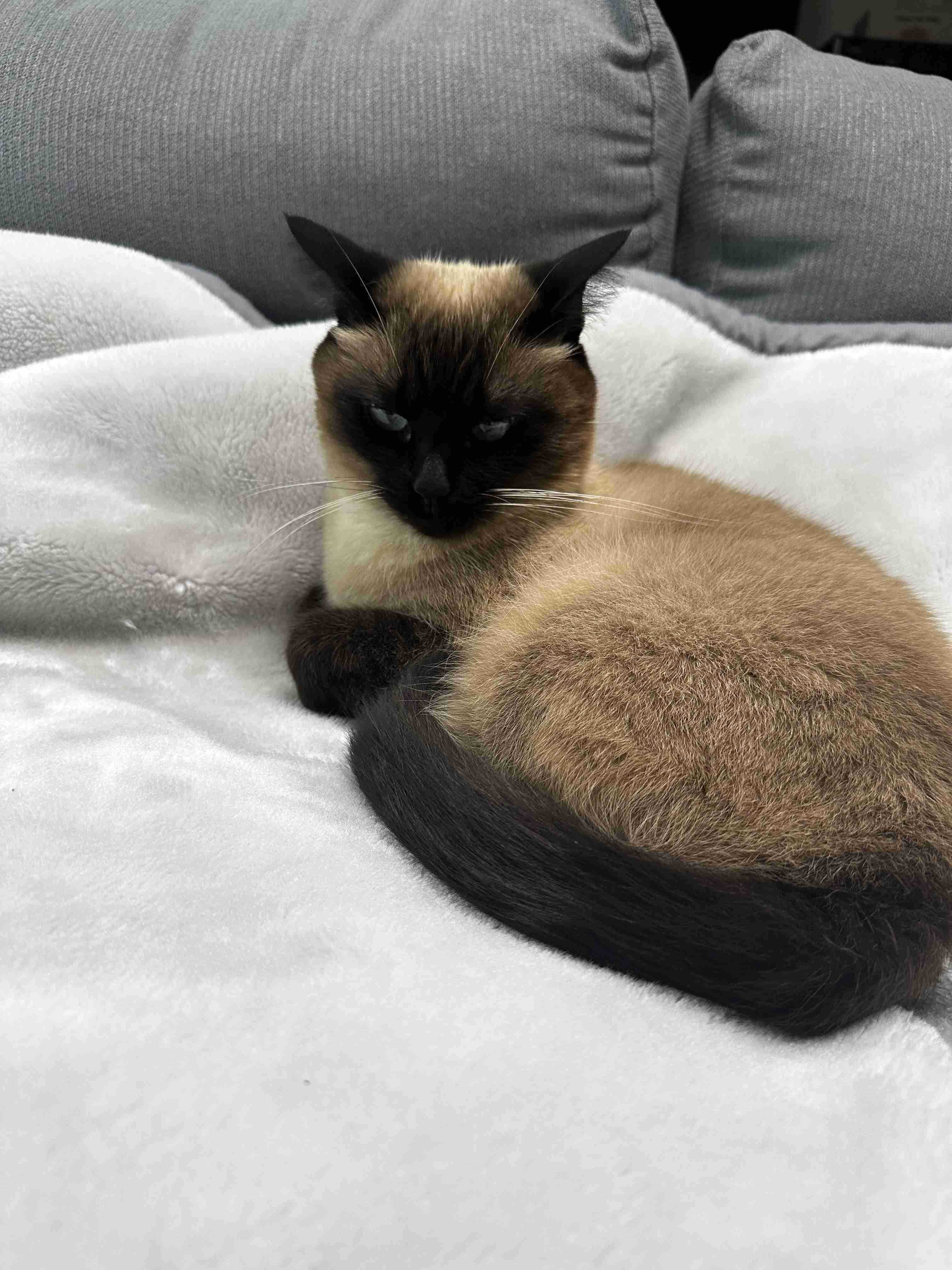 がるちゃん猫カフェ118号店開店しました♪(初めての方も大歓迎♪)