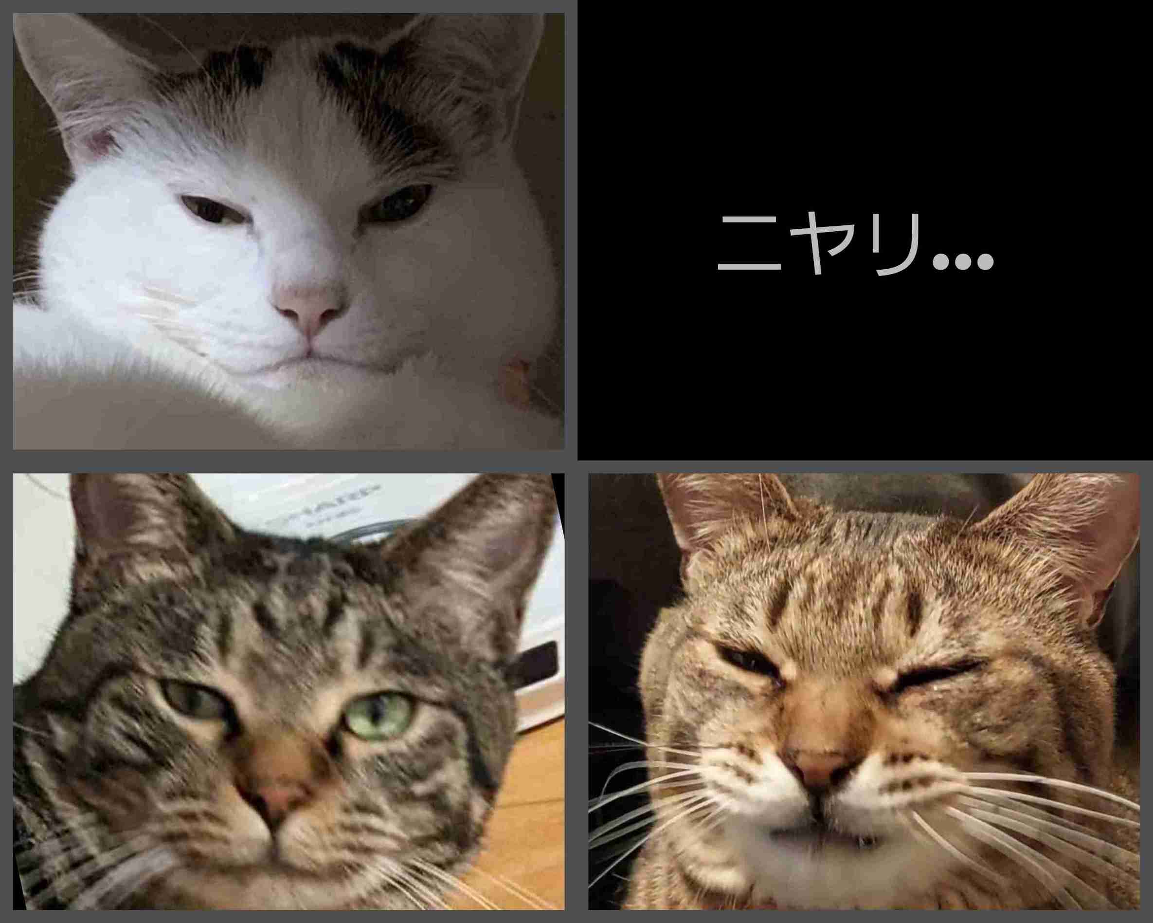 がるちゃん猫カフェ118号店開店しました♪(初めての方も大歓迎♪)