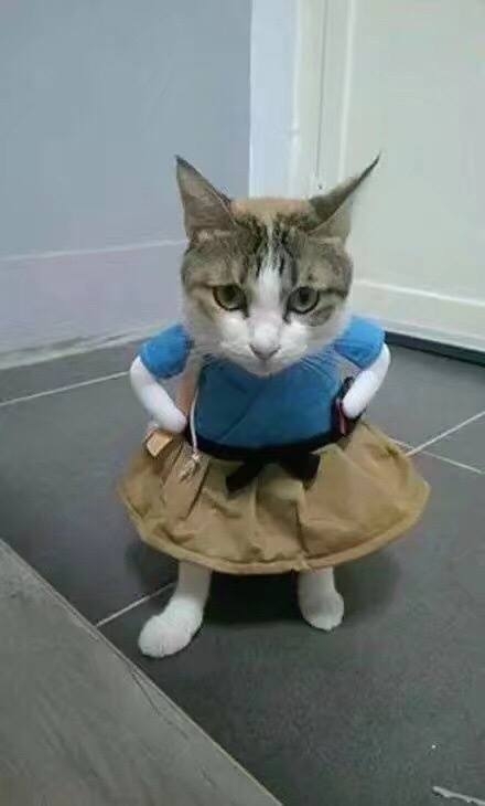 がるちゃん猫カフェ118号店開店しました♪(初めての方も大歓迎♪)