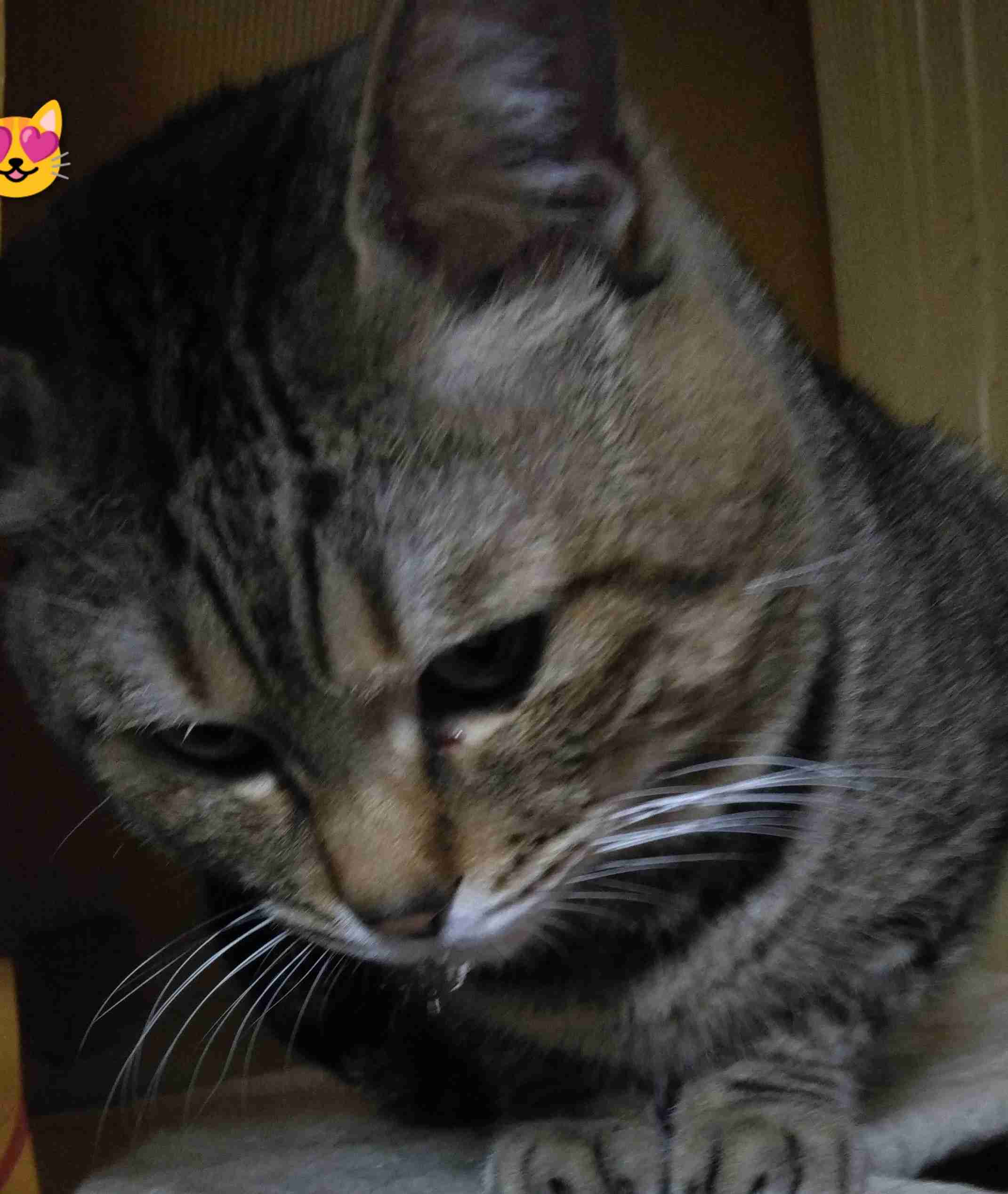 がるちゃん猫カフェ118号店開店しました♪(初めての方も大歓迎♪)