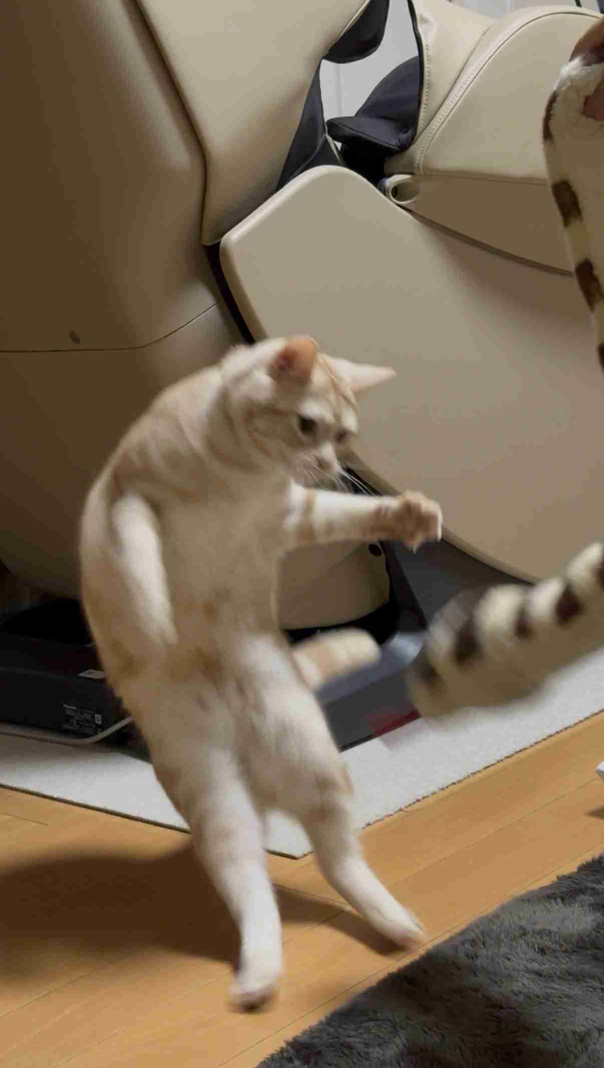 がるちゃん猫カフェ118号店開店しました♪(初めての方も大歓迎♪)