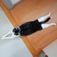 がるちゃん猫カフェ118号店開店しました♪(初めての方も大歓迎♪)