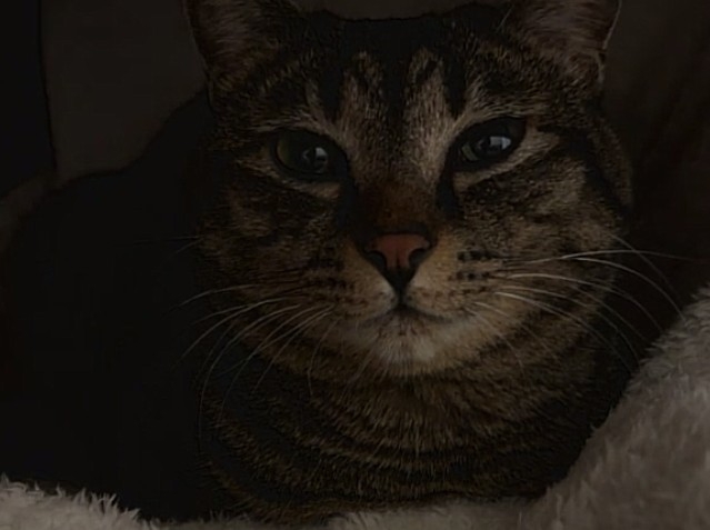 がるちゃん猫カフェ118号店開店しました♪(初めての方も大歓迎♪)