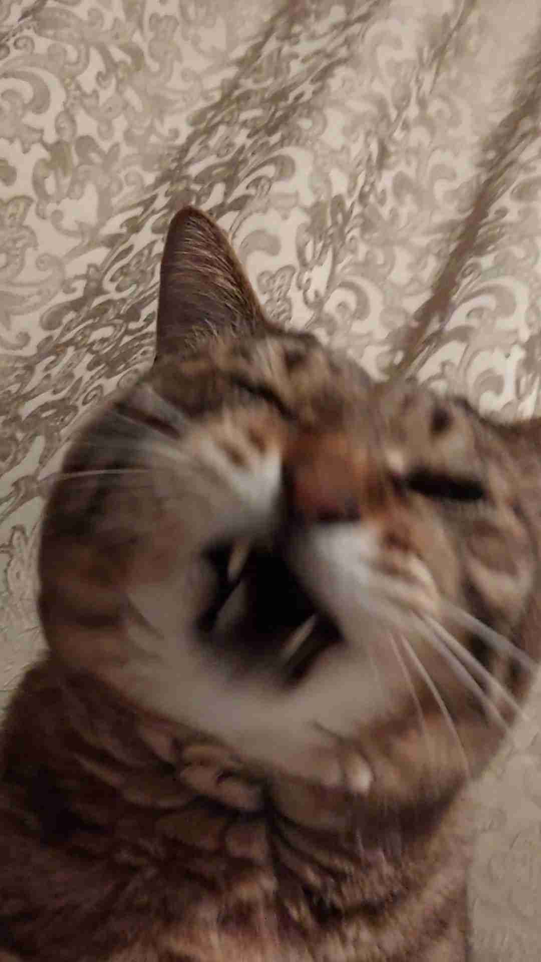 がるちゃん猫カフェ118号店開店しました♪(初めての方も大歓迎♪)