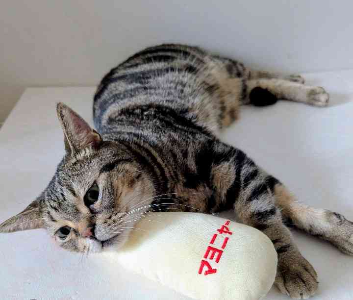 がるちゃん猫カフェ118号店開店しました♪(初めての方も大歓迎♪)