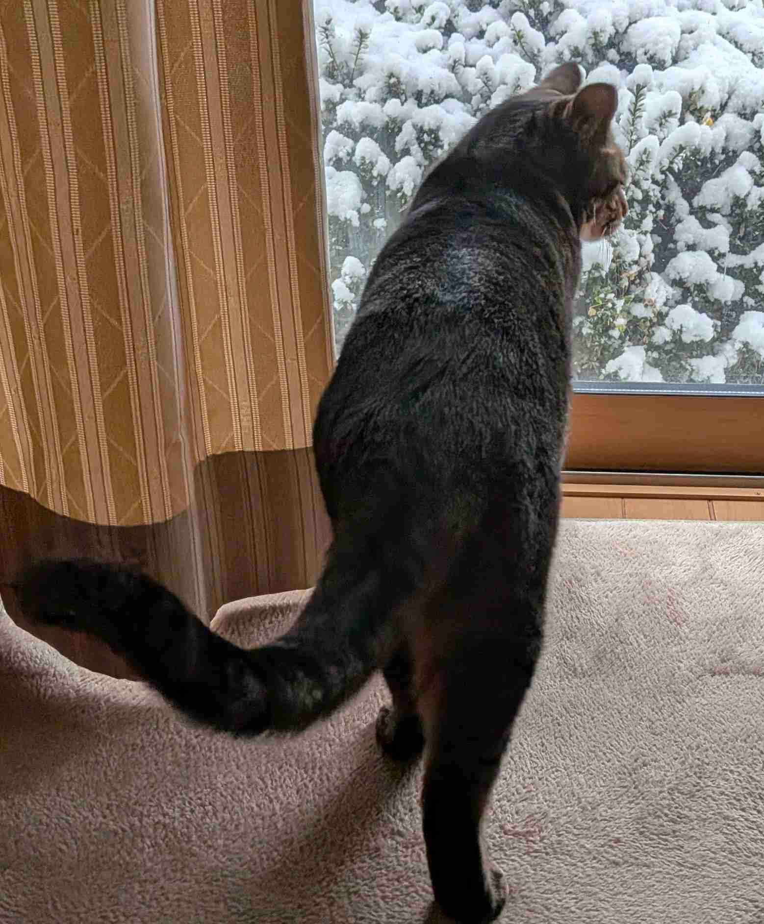 がるちゃん猫カフェ118号店開店しました♪(初めての方も大歓迎♪)